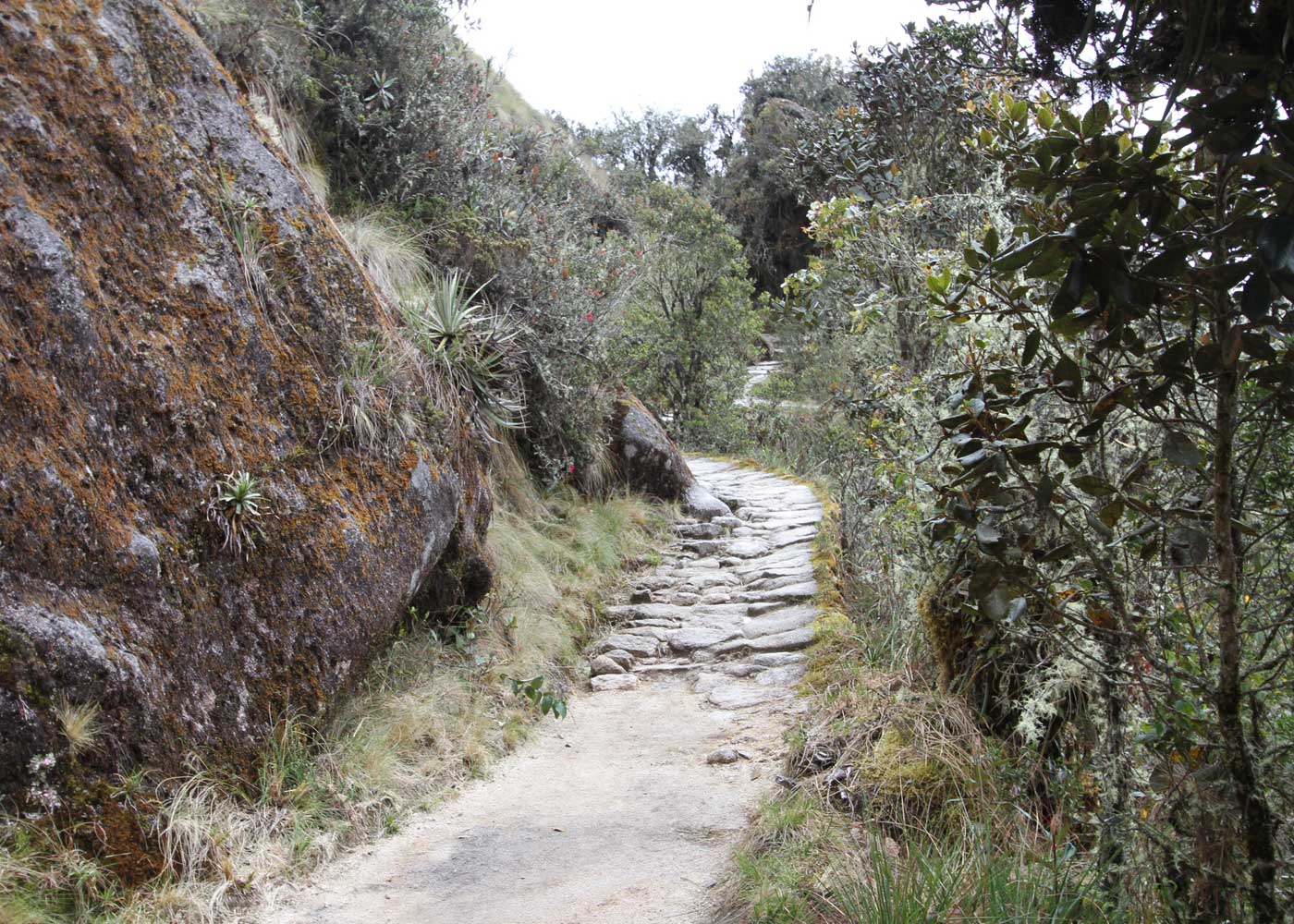 Stone-paved Inca Trail winding through moss-covered boulders and cloud forest vegetation