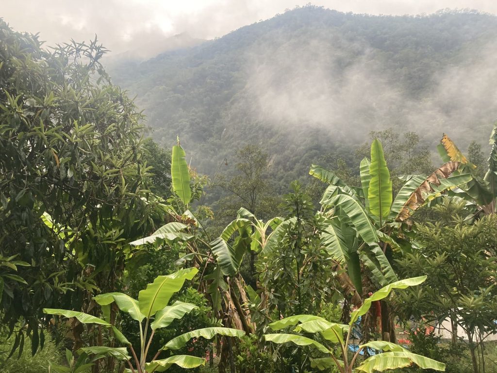 Banana plants below cloud-covered forest in the lower Urubamba valley at dawn