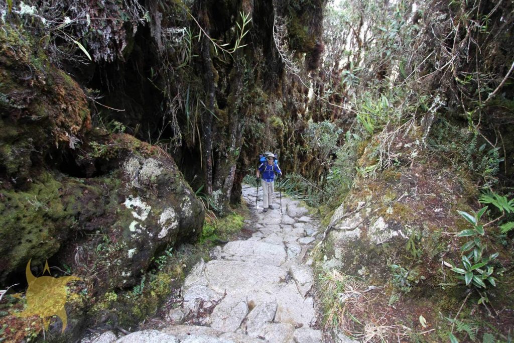 A trekker with poles descending worn Inca stone steps through mossy cloud forest