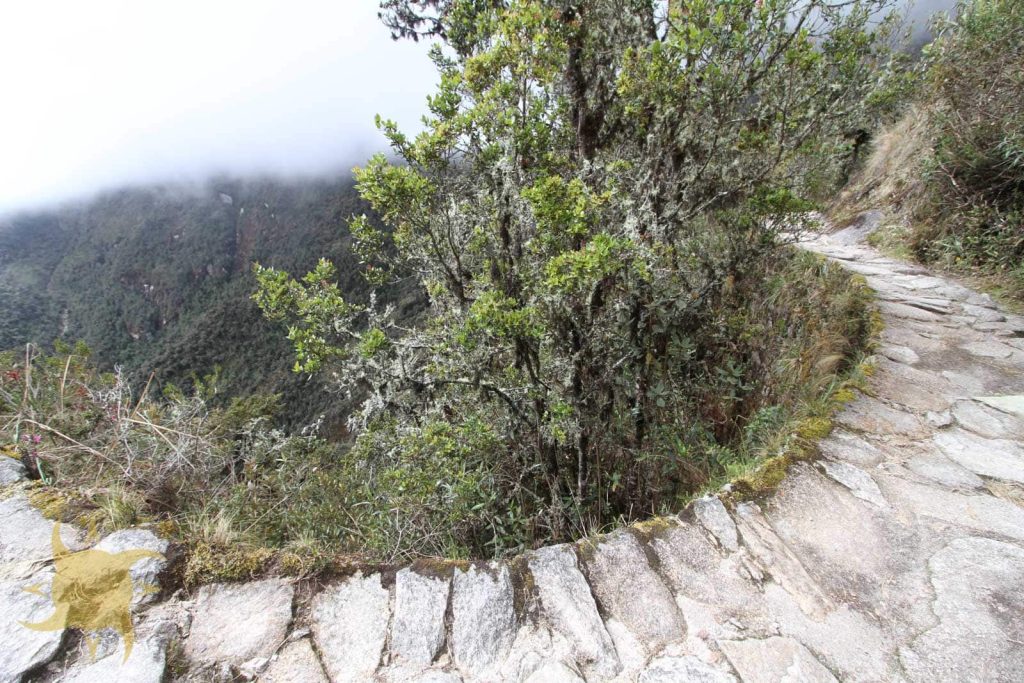 Lichen-hung shrubs crowding the stone trail where it runs along a cliff above cloud forest