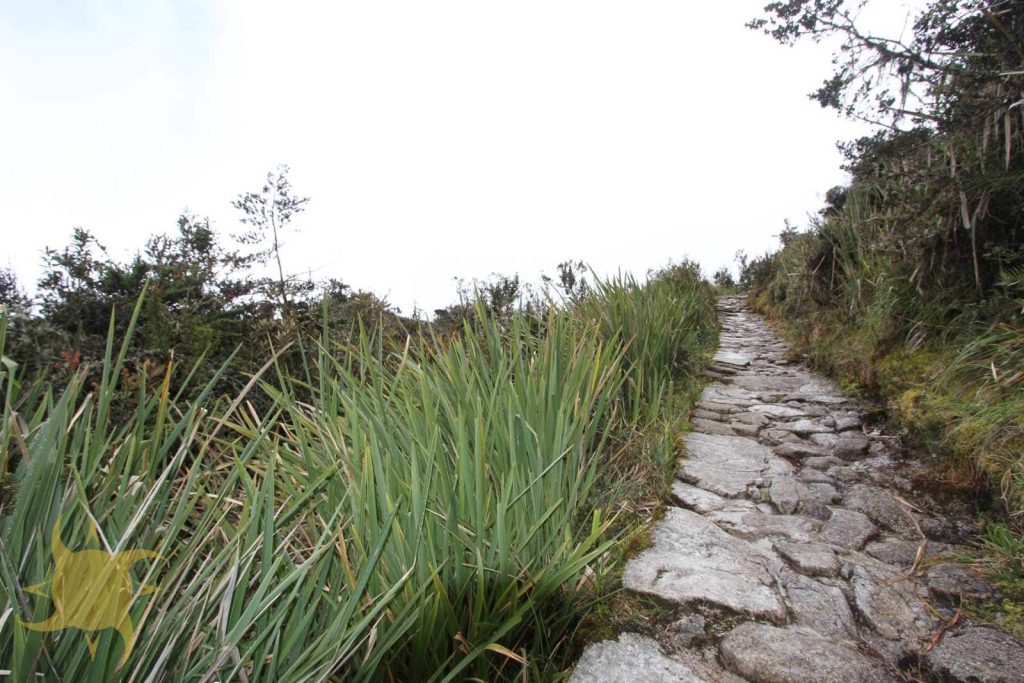 Sword-leaved bromeliads lining the Inca stone trail on a misty climb