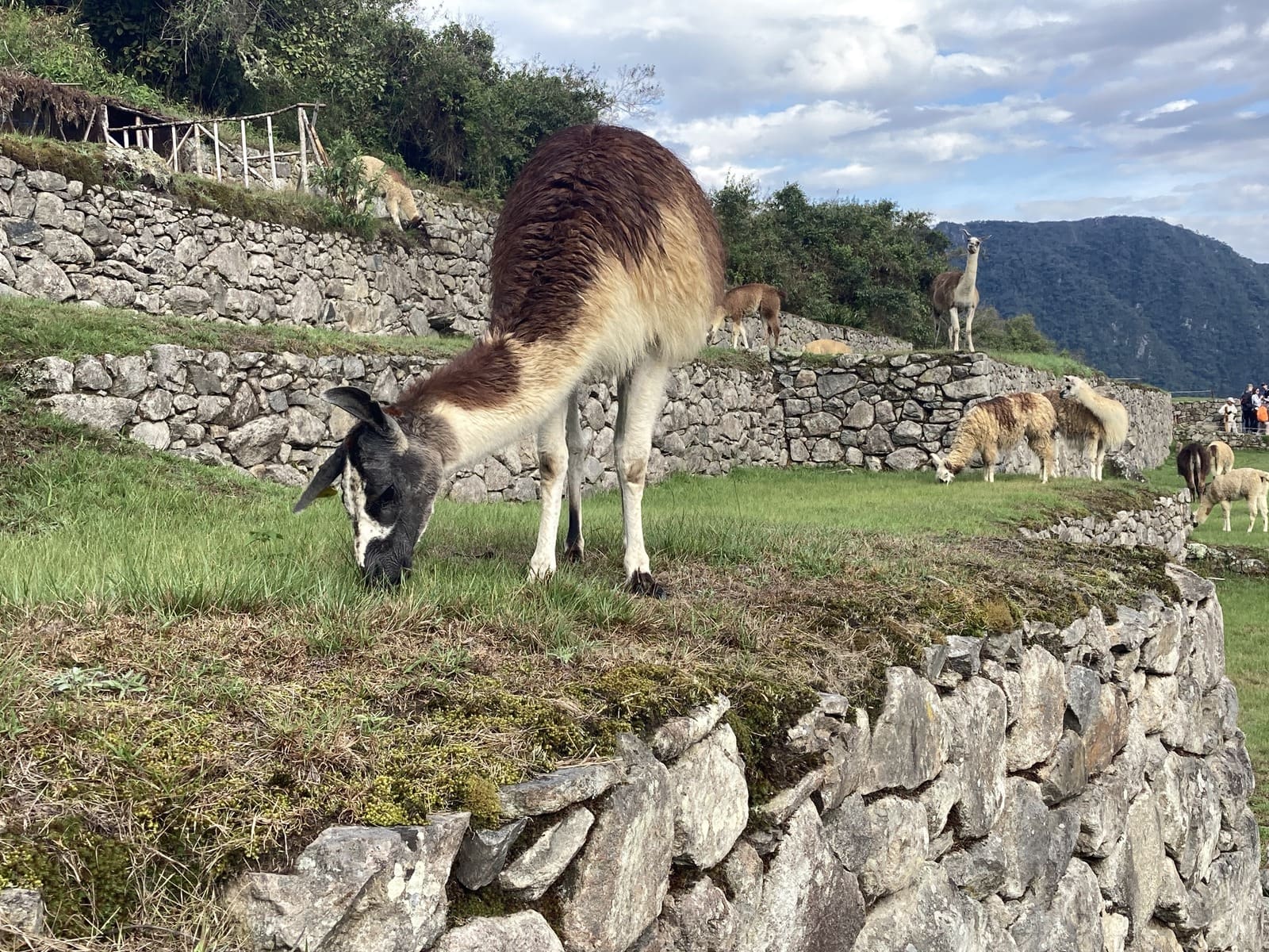 Animals and Birds on the Inca Trail: 400+ Species Guide