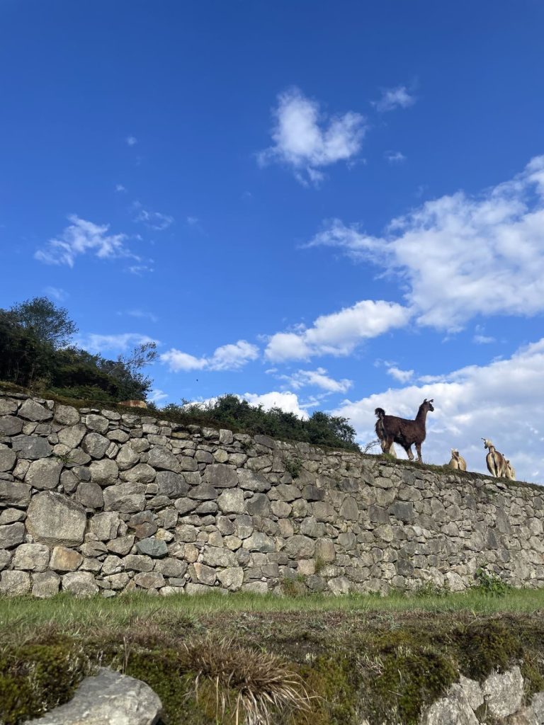 A llama standing on a terrace wall at Machu Picchu under a blue sky