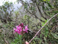 inca orchid