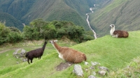 Machu Picchu lamas
