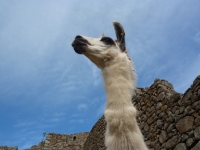 Llama at machu picchu!