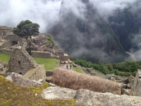 Leonid Inca Trail January 28 2014-2