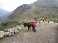 Chenay Inca Trail November 13 2014-2